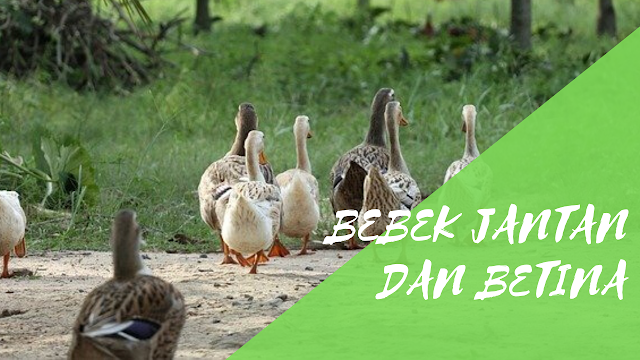 Perbedaan Antara Bebek Jantan dan Betina