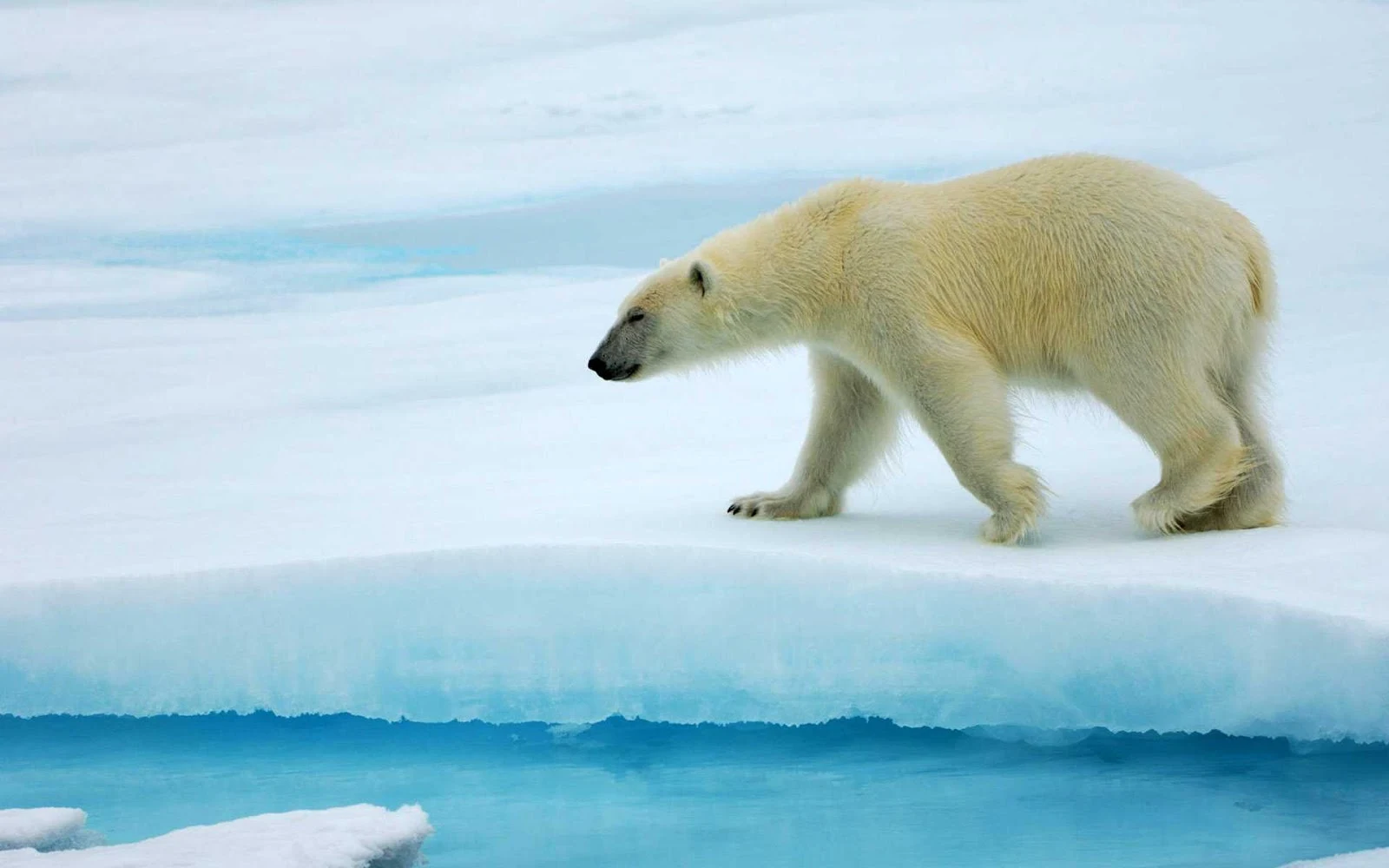 Polar bears can disappear before it was considered