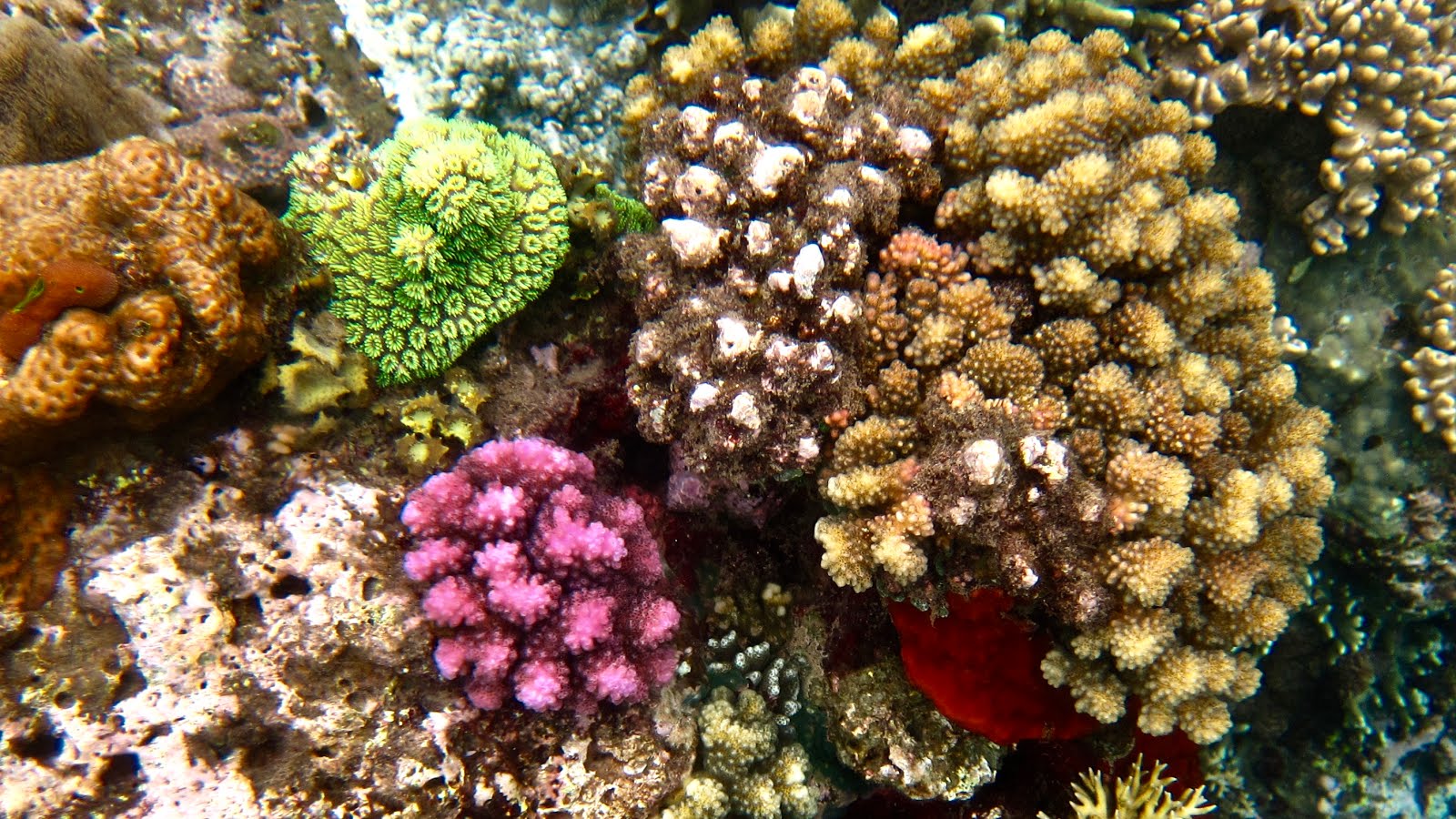 Coraux multicolores