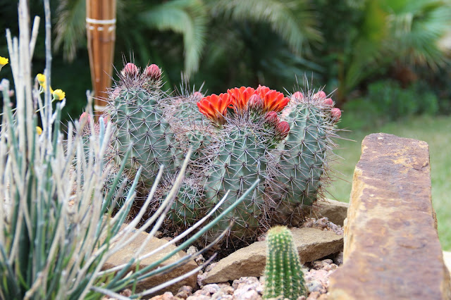 Claret Cup Cactus