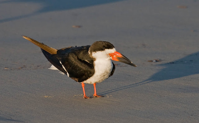 Black Skimmer