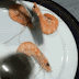 Peeled shrimp special moves without touching