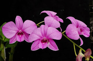 Dendrobium phalaenopsis.