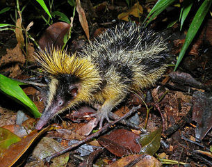 Lowland Streaked Tenrec being among the weirdest animals belong to the Tenrecidae family.