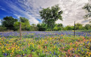 Beautiufl-Flower-Field-Landscape