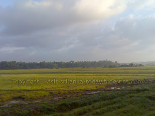 Beautiful Paddy fields in Sri Lanka