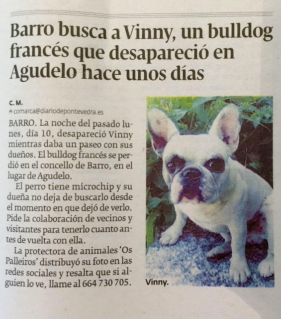 Barro busca a Vinny,un bulldog francés que desapareció en Agudelo hace unos días