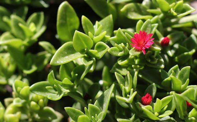 Aptenia Cordifolia Flowers Pictures