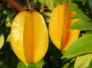 Danau kasih: starfruit / belimbing besi