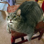 35+ Terkini Fat Cat KH