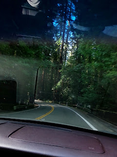 california redwood trees