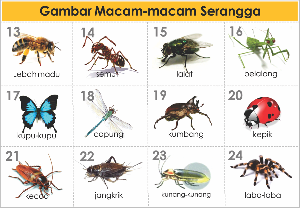 GAMBAR JENIS MACAM HEWAN  SERANGGA freewaremini