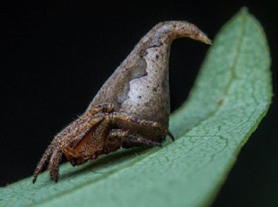 Semut Pheidole Viserion Dan Pheidole Drogon