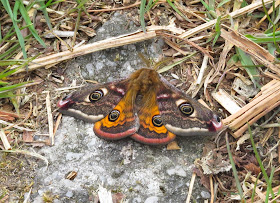 Emperor Moth