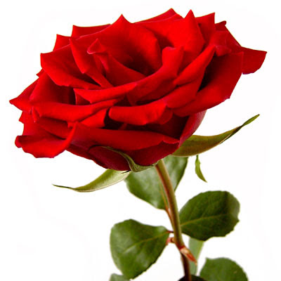 Beautiful Greetings with Single Red rose for lovers