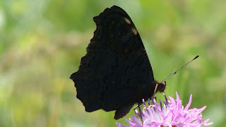 Aglais io DSC46393