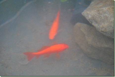 guldfiskar