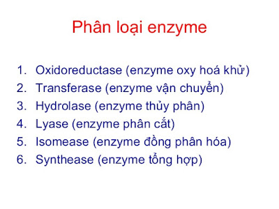 hoat động của enzym