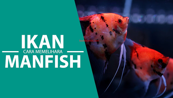 Ingin Pelihara Ikan Manfish dalam Waktu Lama, Sehat, Jarang Mati? Ini Caranya yang Benar