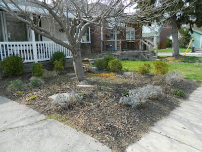 Scarborough Birch Cliff Front Yard Spring Garden Cleanup After by Paul Jung Gardening Services a Toronto Gardening Company