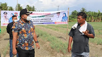 Wali Kota Tanjungbalai Kembali Panen Bawang Merah