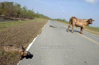 idegue-network.blogspot.com - Anjing dibanting seekor sapi sampai mati