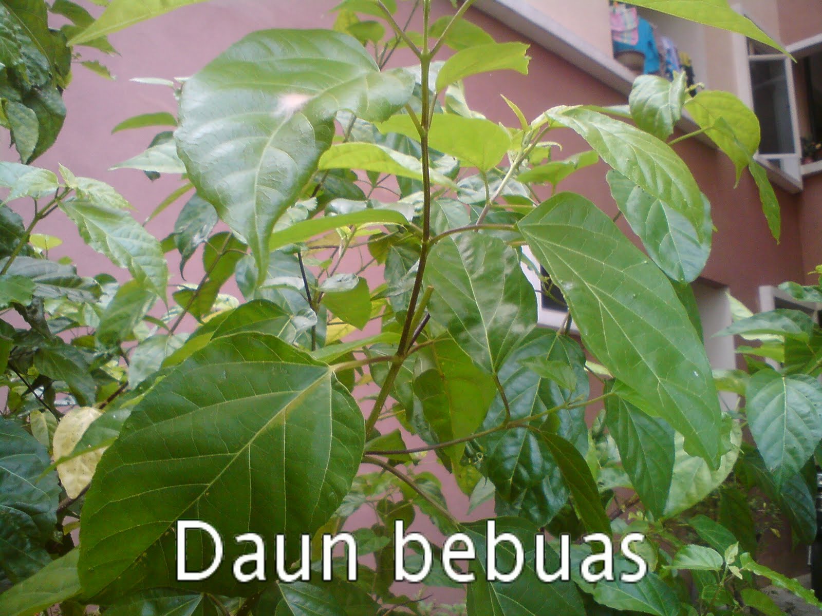 Pokok Pinang Raja