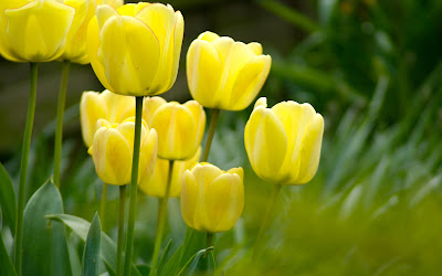 Tulips Pictures