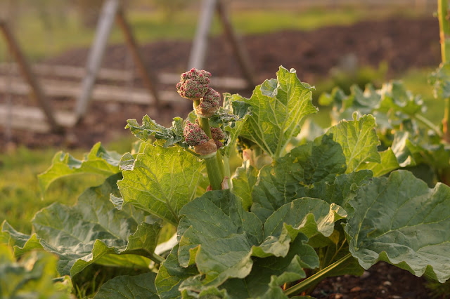 How to keep fruit and vegetables fresh longer with Fresh Pod review