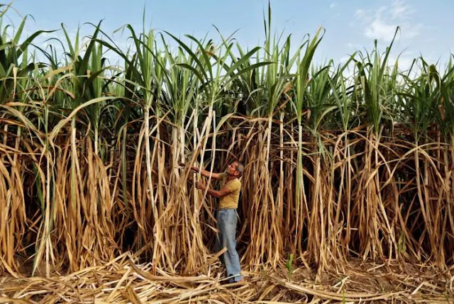 A farmer works in his sugarcane field on the outskirts of Ahmedabad, India 