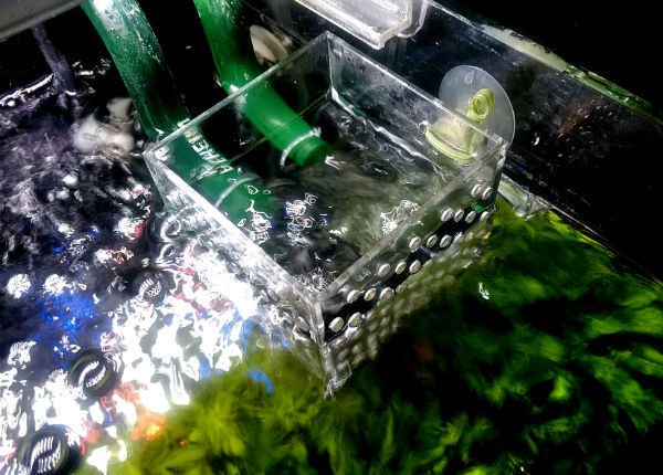 Diyで黒ヒゲ苔対策 水流を弱める排水アクセサリに求めれれるもの 主夫の綴るブログ アクアリウム情報発信ブログ 晴耕雨読