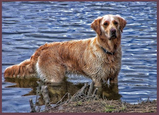 Golden retriever dog pictures