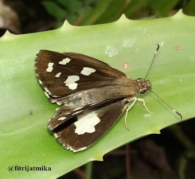 Grass Demon (Udaspes folus) 