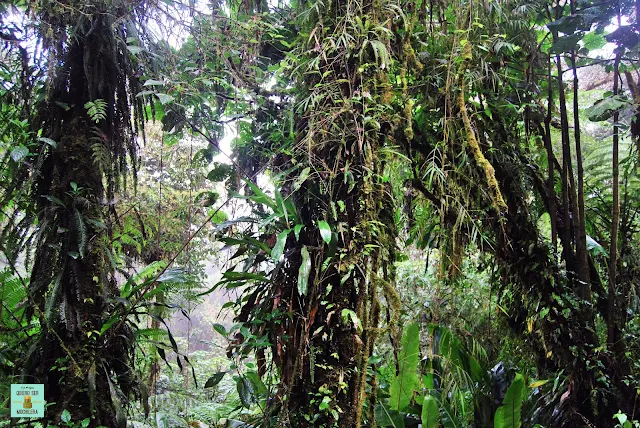 Bosque Nuboso Monteverde, Costa Rica