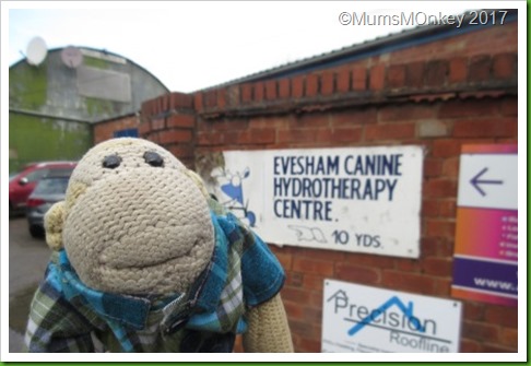 Canine Hydrotherapy