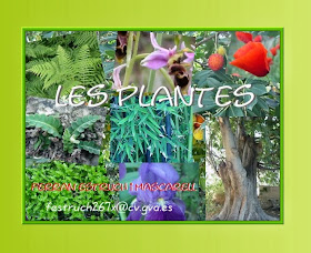 http://clic.xtec.cat/db/jclicApplet.jsp?project=http://clic.xtec.cat/projects/plantes2/jclic/plantes2.jclic.zip&lang=ca&title=Les+plantes