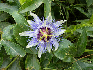 Passiflora caerulea - Passiflore bleue