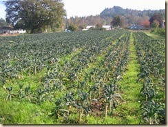 field of kale