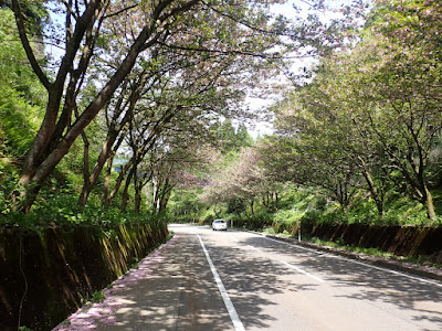 閑乗寺公園自転車旅行 桜