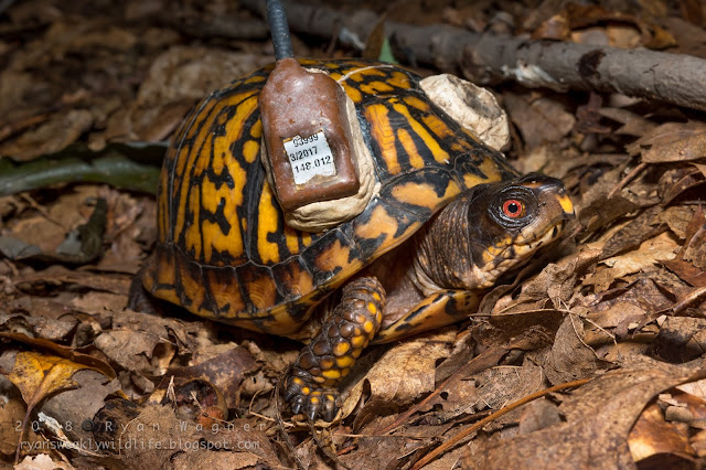 Box Turtle Ohio