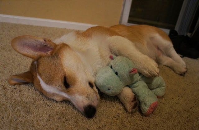 Meet Corgnelius the cutest corgi on the internet, Corgnelius, cute corgi pictures, dog photos