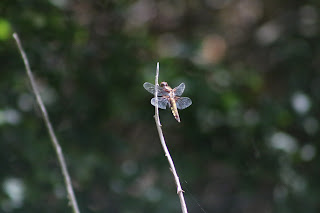 Broad-bodied Chaser