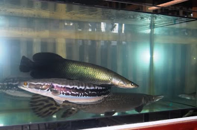 Ancaman dan Konservasi Arapaima Gigas