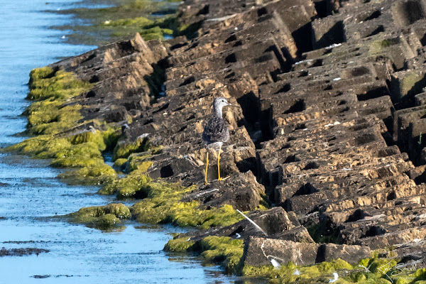 Lesser yellowlegs