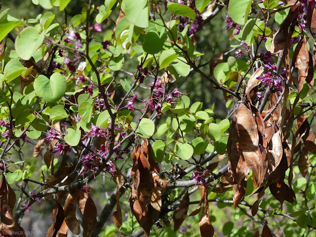 redbud flowers and seed pods