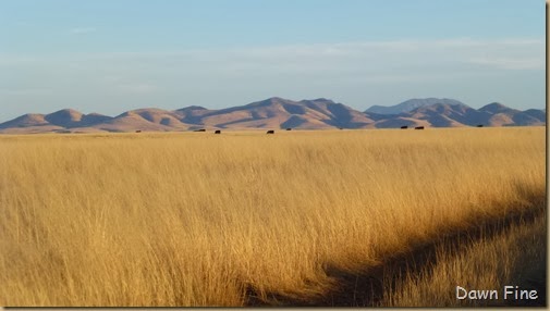 San Rafael Grasslands_020