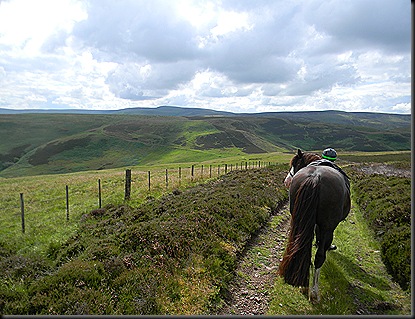 cheviots 2011 017