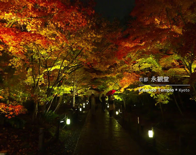 京都 永観堂の紅葉ライトアップ