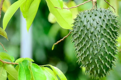 buah sirsak |       sirsak campur susu