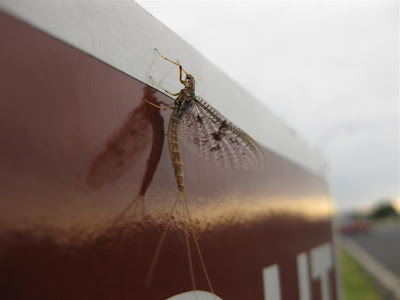 emergent mayfly, may fly, fish, fishing, at night